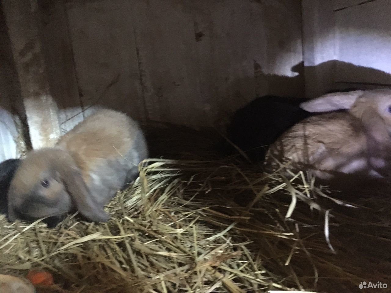 Крольчата французский баран,1.5 месяца купить на Зозу.ру - фотография № 2