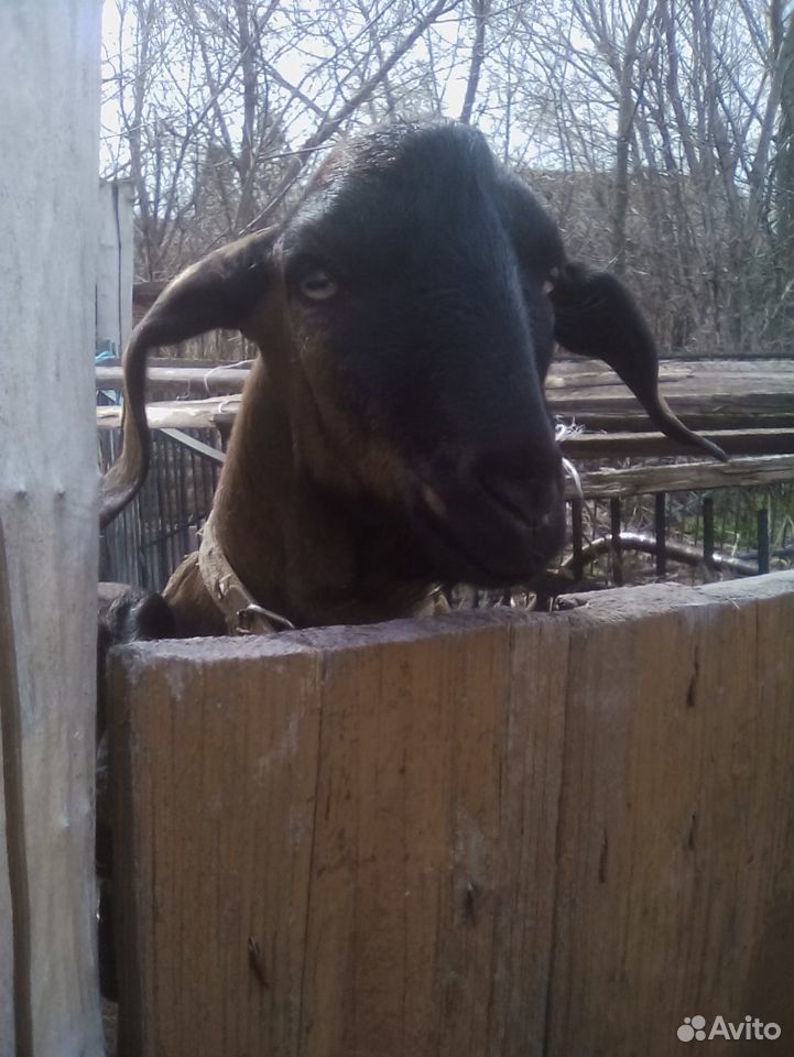 Чёрная коза с Альпийскими кровями и козлики купить на Зозу.ру - фотография № 5