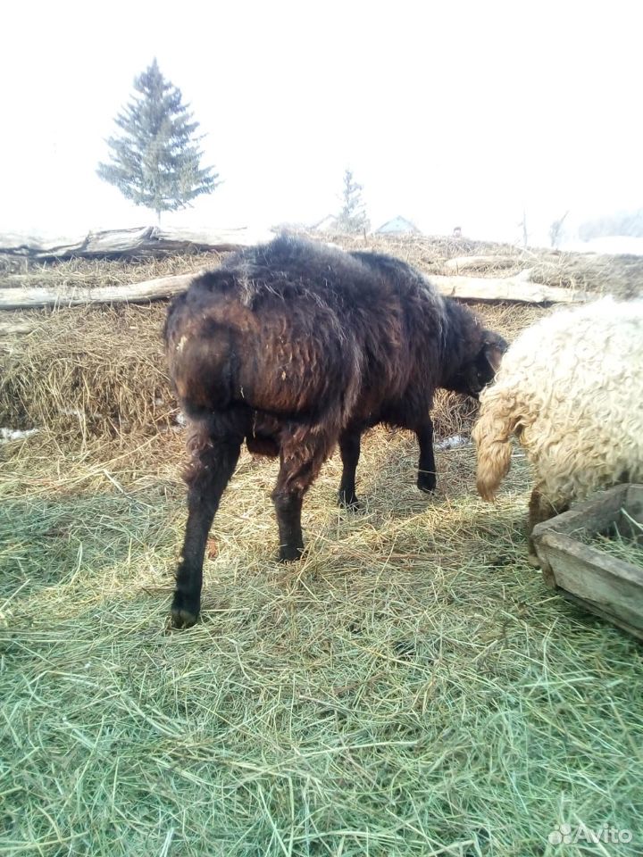 Племенной Баран Курдючный (Овца Коза Козел) купить на Зозу.ру - фотография № 2