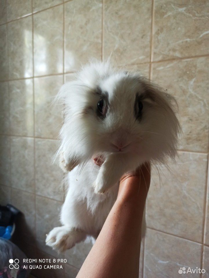 Кролик с клеткой купить на Зозу.ру - фотография № 2