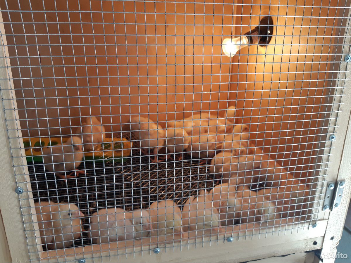 Сколько держать цыплят под лампой. Брудер для бройлеров. Брудер на 100 бройлеров. Брудер для цыплят бройлеров. Брудер для 20 цыплят бройлеров.