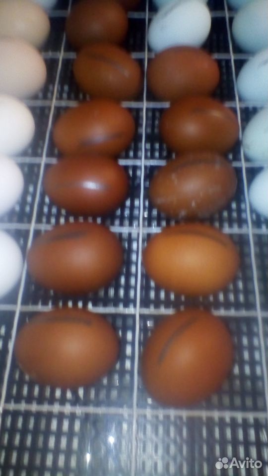 Продам инкубационные яйца купить на Зозу.ру - фотография № 2