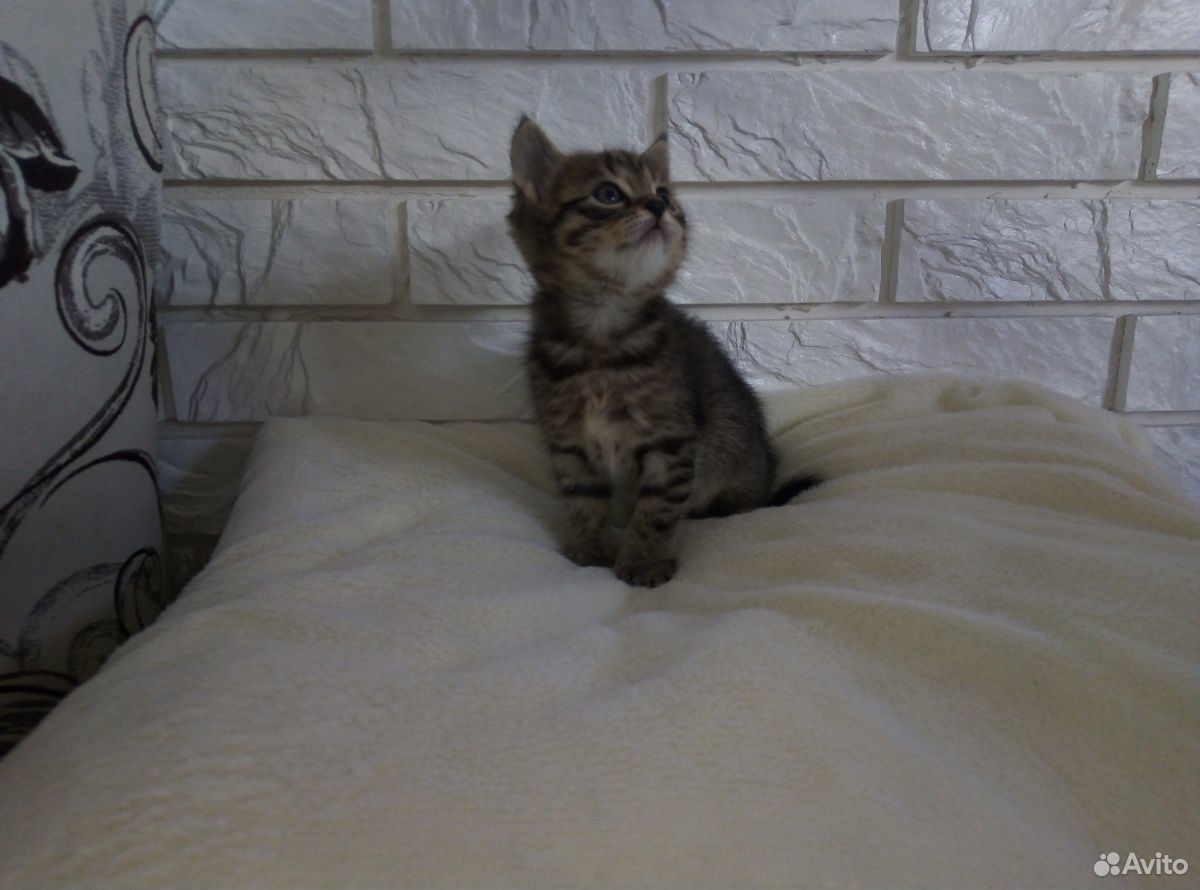 Продам шотландских котят. Котята родились 4 апреля купить на Зозу.ру - фотография № 4