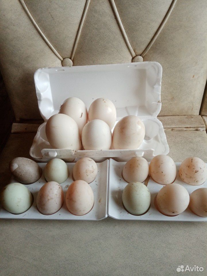 Продам яйца утиные(индийский бегунок) купить на Зозу.ру - фотография № 1