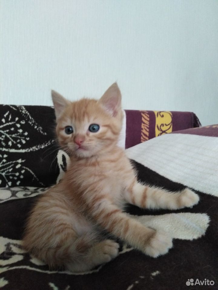 Рыжий котенок с голубыми глазами купить на Зозу.ру - фотография № 3