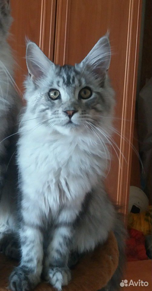 Кошка мейн-кун купить на Зозу.ру - фотография № 1