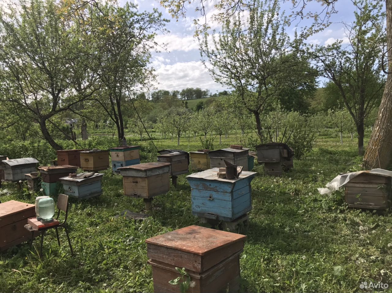 Продаются пчёлы купить на Зозу.ру - фотография № 4