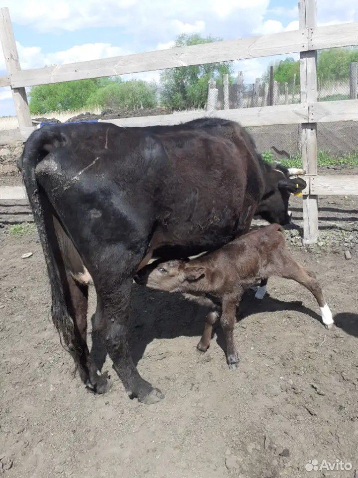 Корова-телёнки купить на Зозу.ру - фотография № 6