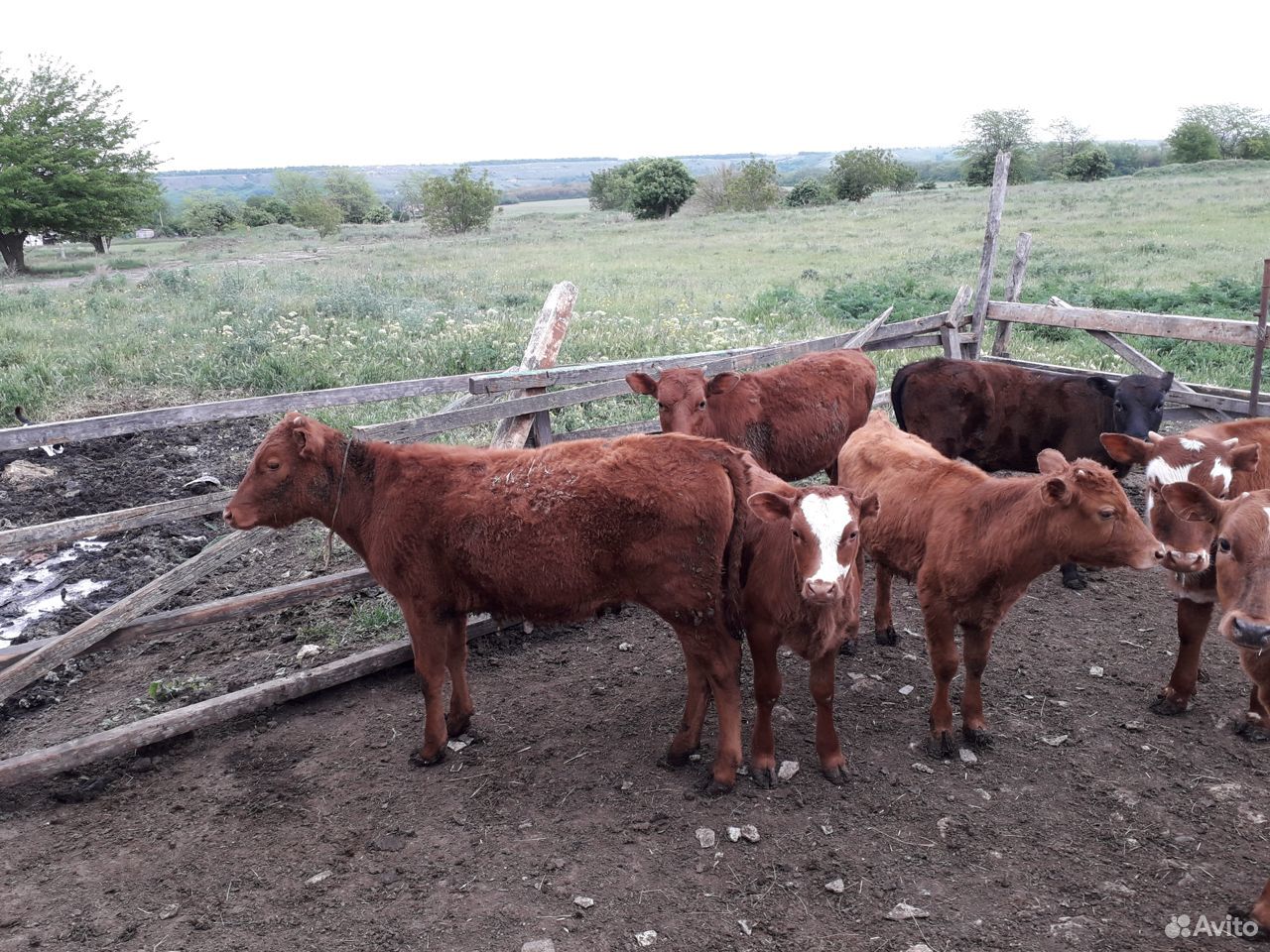 Телята разные большие маленькие бычки телки купить на Зозу.ру - фотография № 4