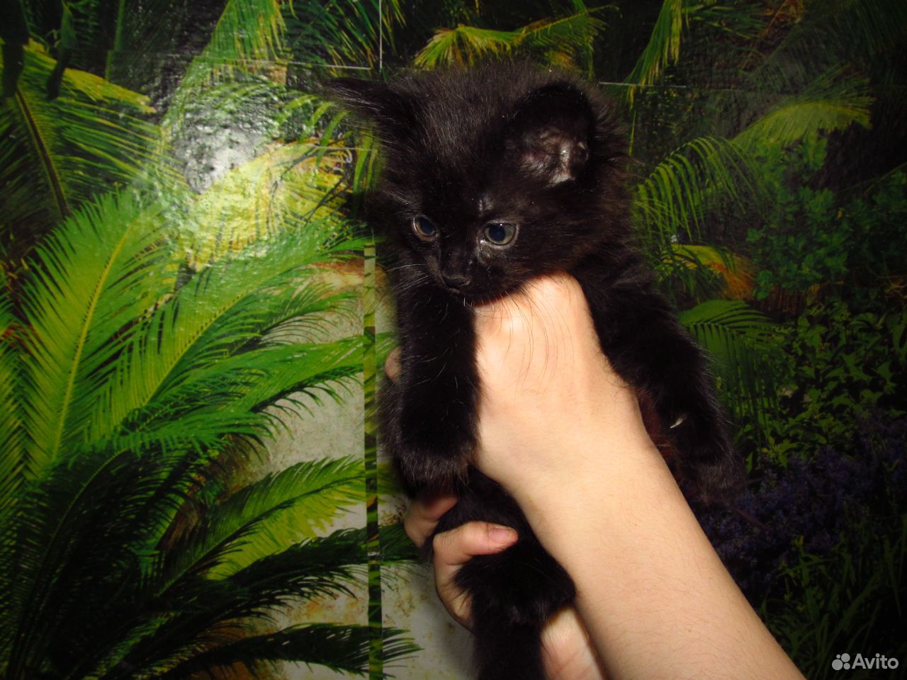 Отдадим пушистого котеночка-девочку в добрые руки купить на Зозу.ру - фотография № 2