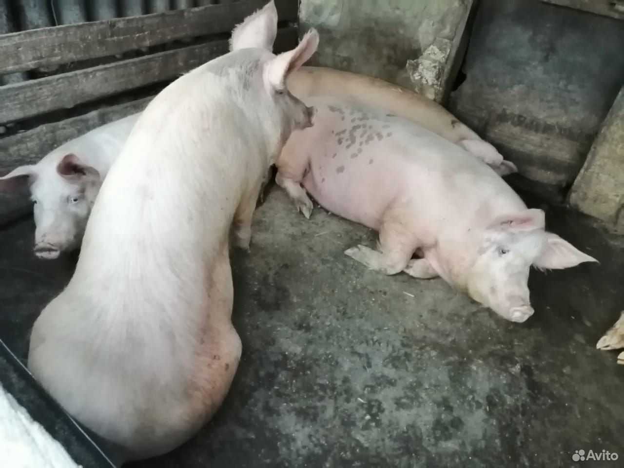 Продам свиней живым весом купить на Зозу.ру - фотография № 3