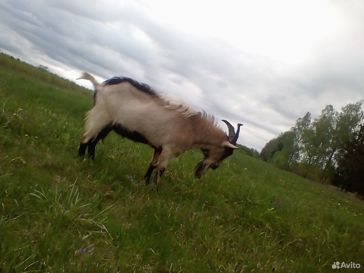 Породестый козёл (порода Альпийская) купить на Зозу.ру - фотография № 5