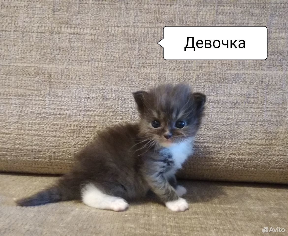 Котята сибирские купить на Зозу.ру - фотография № 3