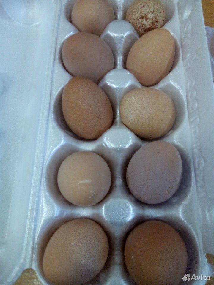 Яйцо на инкубацию под заказ купить на Зозу.ру - фотография № 2