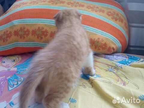 Котенок 2 месяца купить на Зозу.ру - фотография № 2