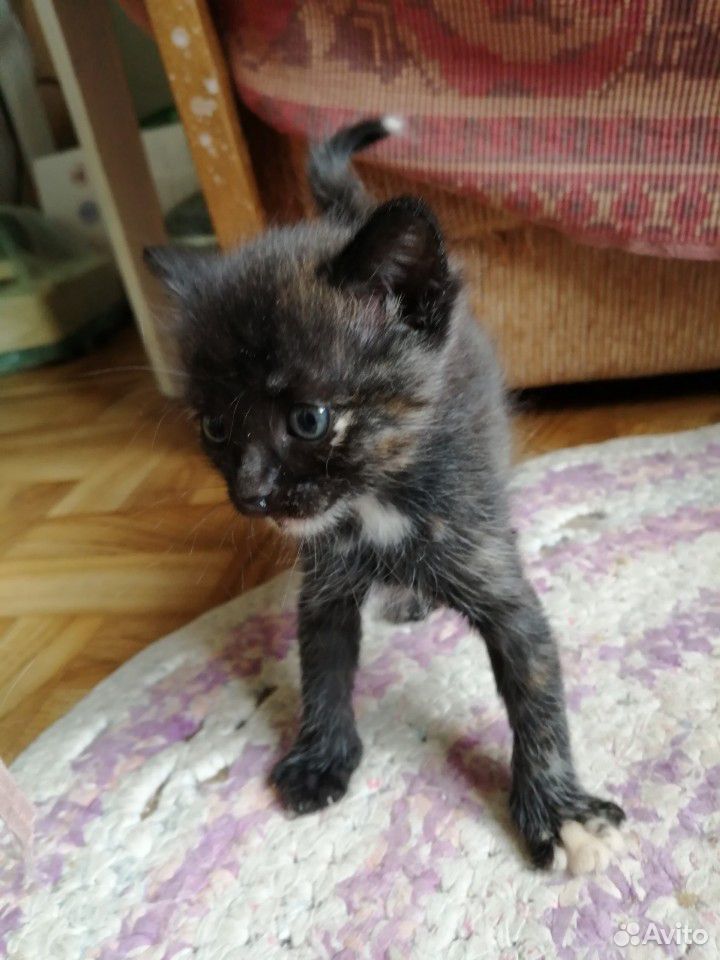 Котята просто чудо- 1 месяц - в добрые руки купить на Зозу.ру - фотография № 7