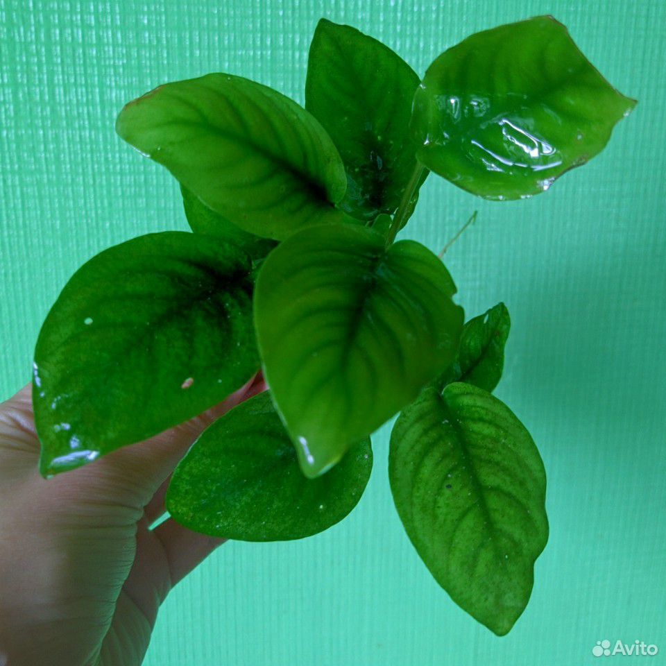 Аквариумное растение'Анубиас' купить на Зозу.ру - фотография № 2