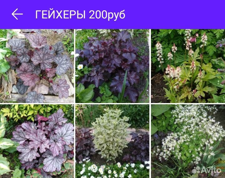 Садовые растения купить на Зозу.ру - фотография № 9