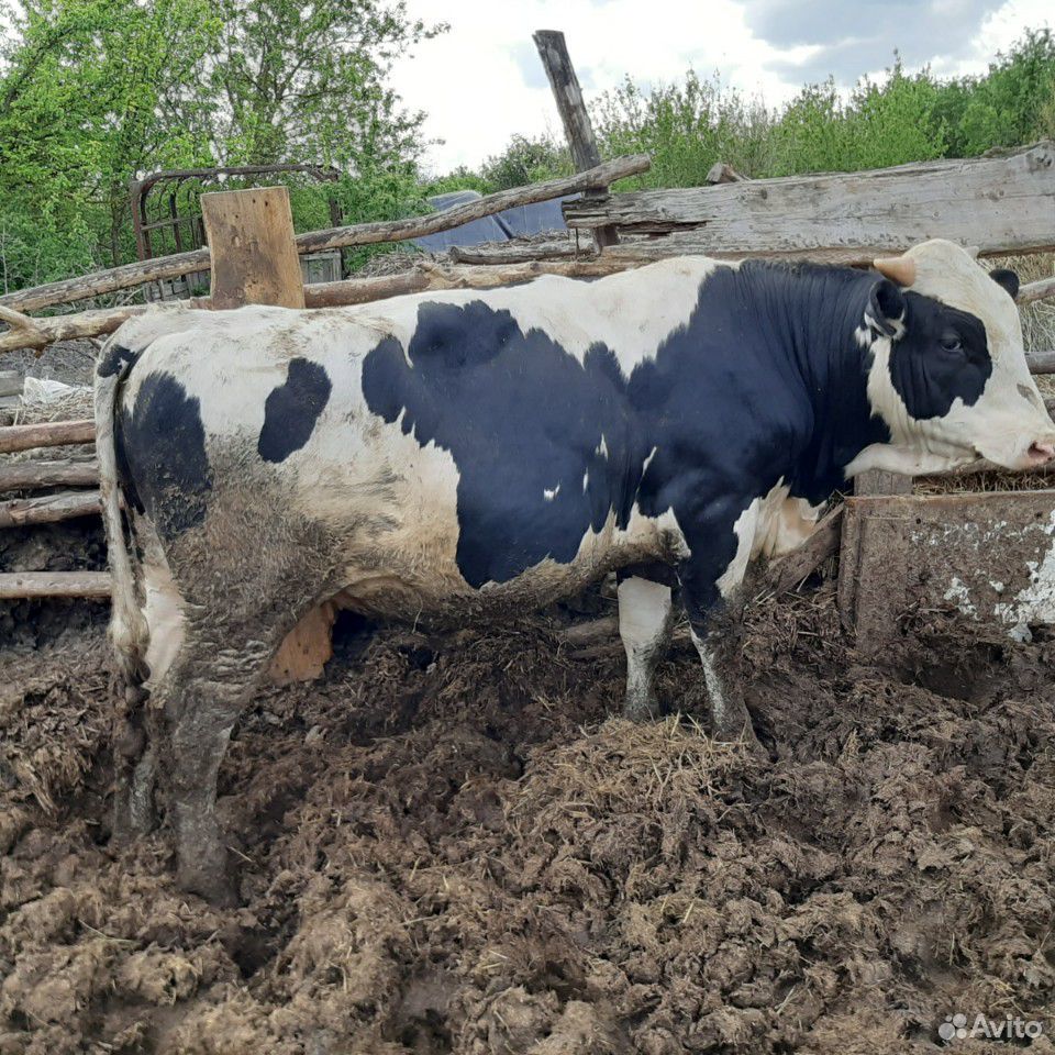 Продаю упитанных быков купить на Зозу.ру - фотография № 8