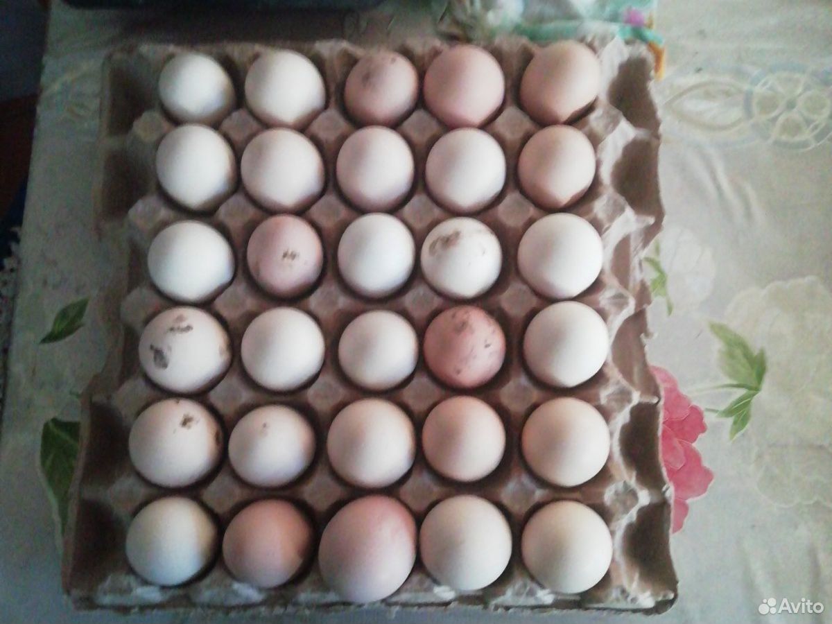 Домашнии яйца купить на Зозу.ру - фотография № 1