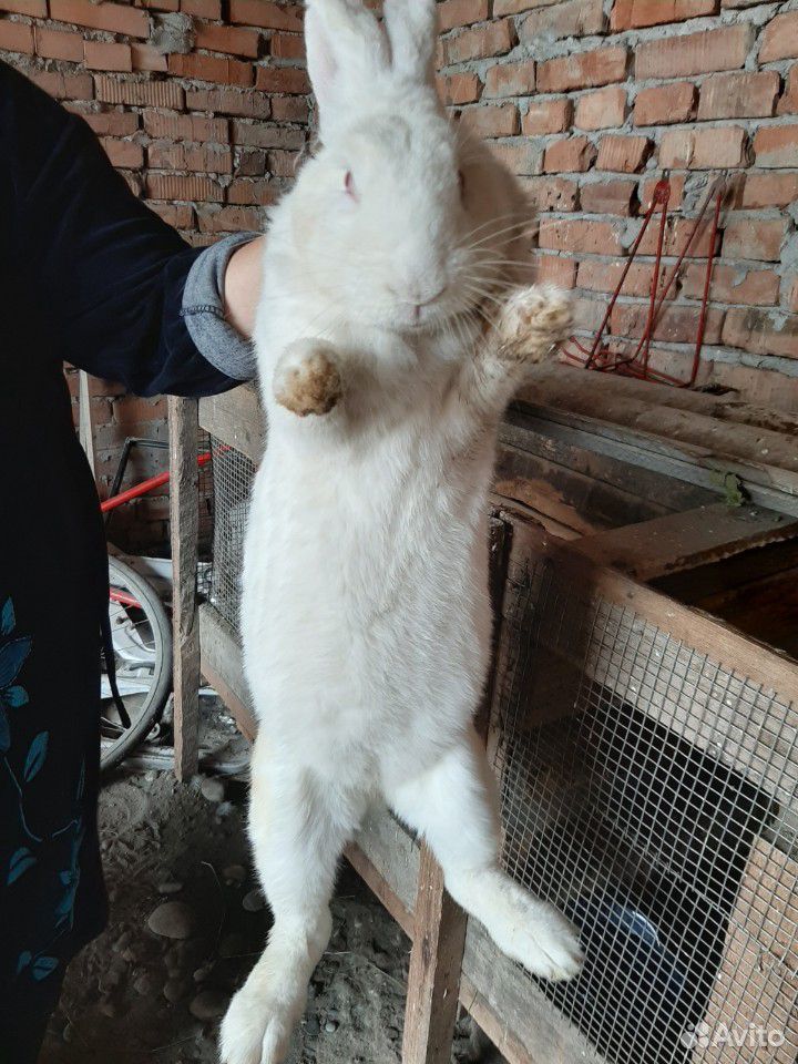Кролики самки купить на Зозу.ру - фотография № 2