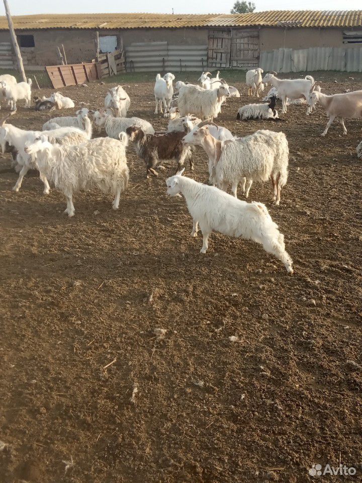 Козы с козлятами купить на Зозу.ру - фотография № 5