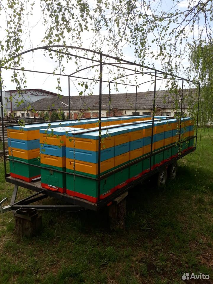 Продается пасека на прицепе с пчелами Карника купить на Зозу.ру - фотография № 3