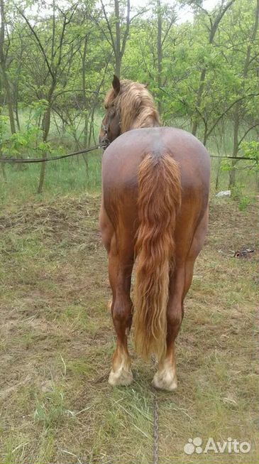 Конь тяжеловоз, лошадь жеребец купить на Зозу.ру - фотография № 3