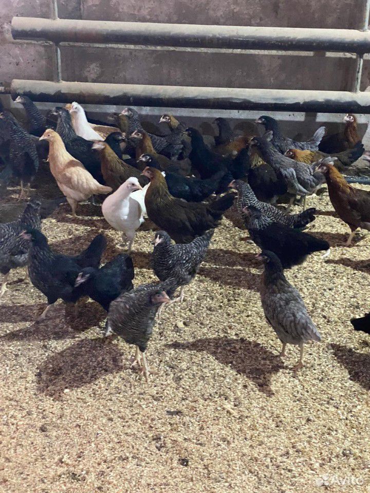 Курицы мясо яичные купить на Зозу.ру - фотография № 3