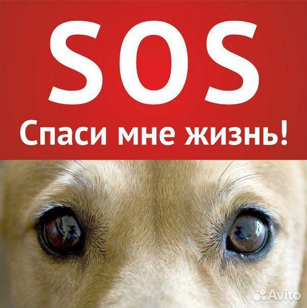 Собачке нужен дом каштанка) купить на Зозу.ру - фотография № 1