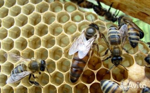 Пчеломатки ф1 купить на Зозу.ру - фотография № 1