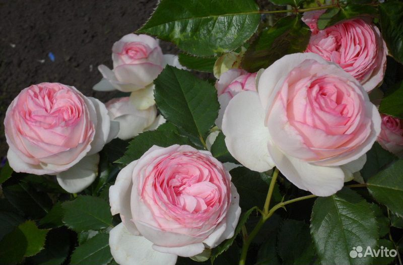 Продаются розы купить на Зозу.ру - фотография № 3
