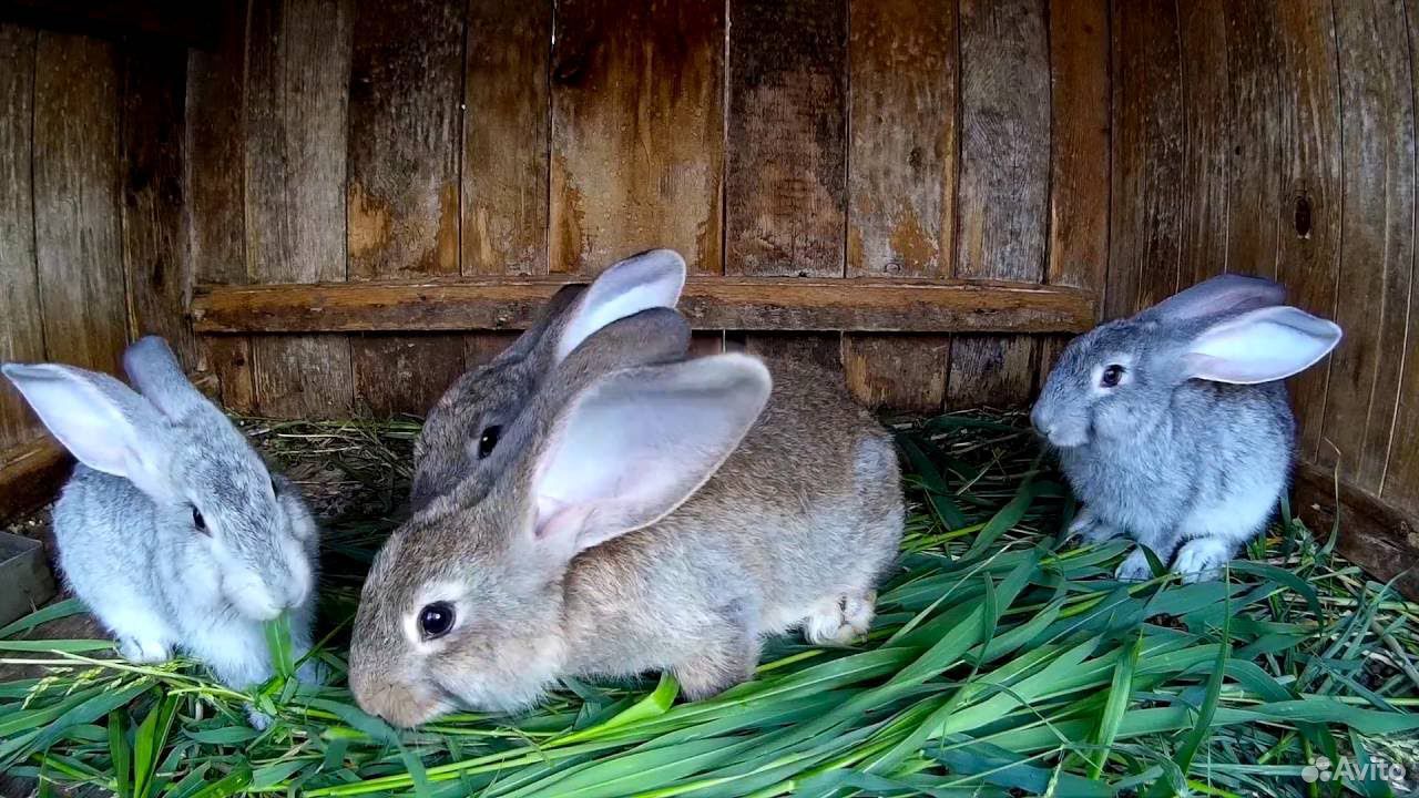 Кролики Калифорнийцы и Фландер купить на Зозу.ру - фотография № 1