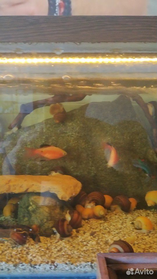 Аквариумные рыбки "Барбус огненный вуалевый" купить на Зозу.ру - фотография № 8