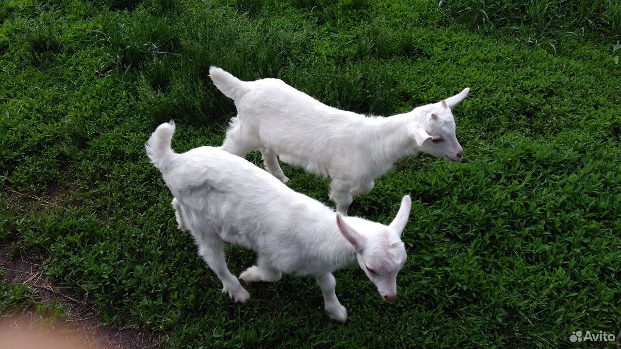 Козлики от зааненской козы купить на Зозу.ру - фотография № 1