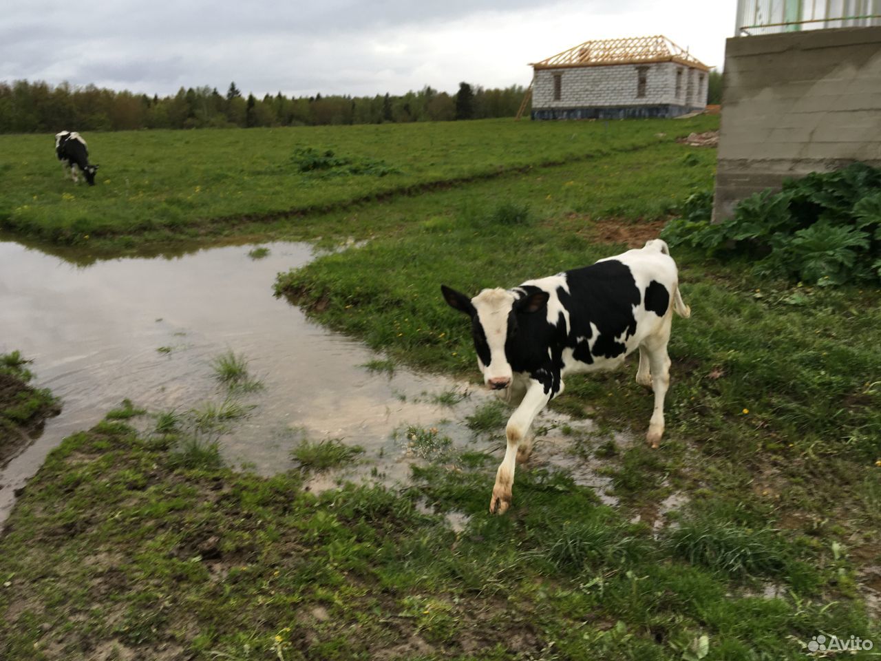 Продаются коровы (1 нетель 2 телочки) купить на Зозу.ру - фотография № 1
