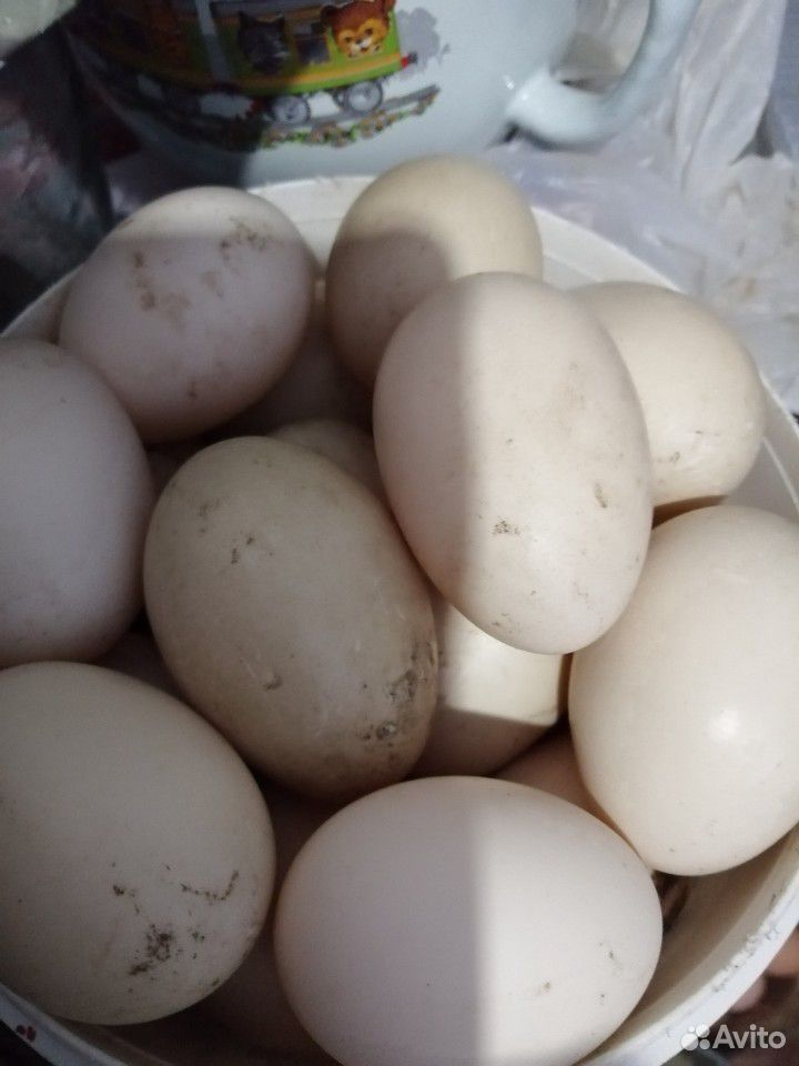 Яйца индоуток чёрных, белых, коричневых и мраморны купить на Зозу.ру - фотография № 1