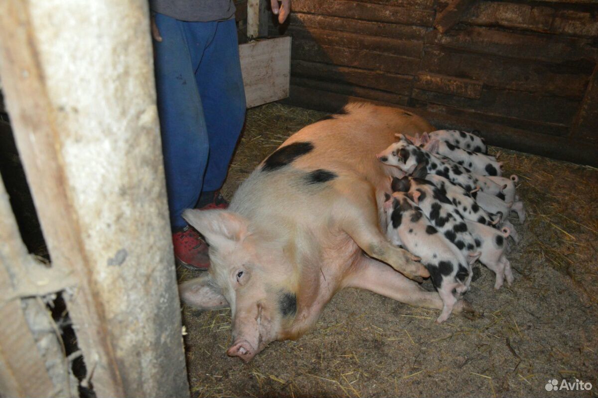 Супоросная свинья, 2 опорос, первый раз принесла 1 купить на Зозу.ру - фотография № 1