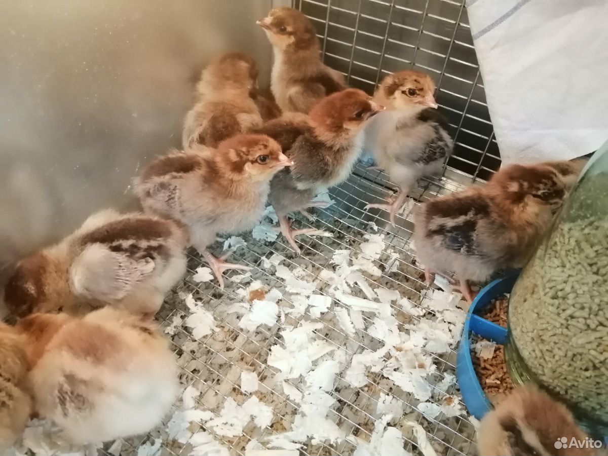 Кучинские цыплята купить на Зозу.ру - фотография № 1