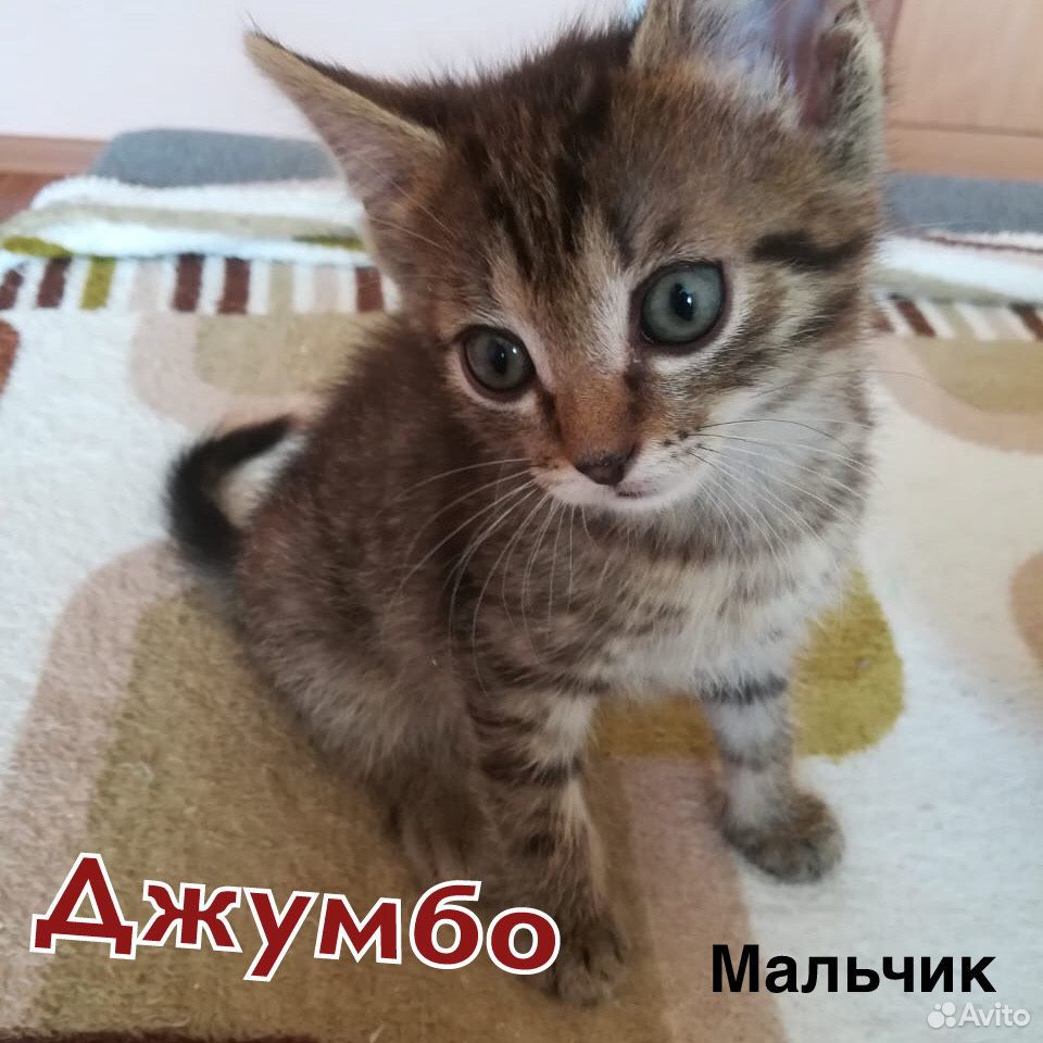 Котята мальчики 1,5 мес купить на Зозу.ру - фотография № 3