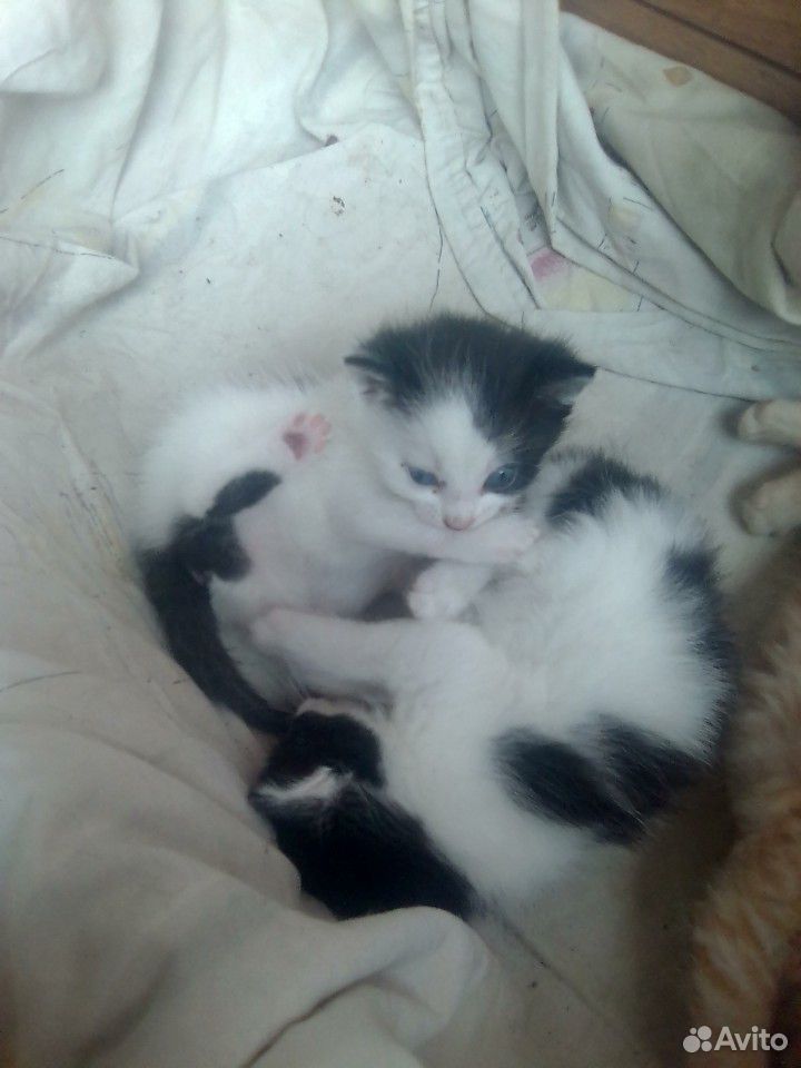 Кошка 2 черно белые и один кот рыжей купить на Зозу.ру - фотография № 3