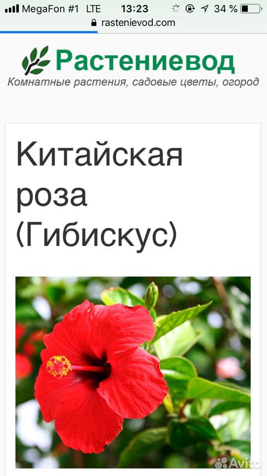 Гибискус или китайская роза купить на Зозу.ру - фотография № 5