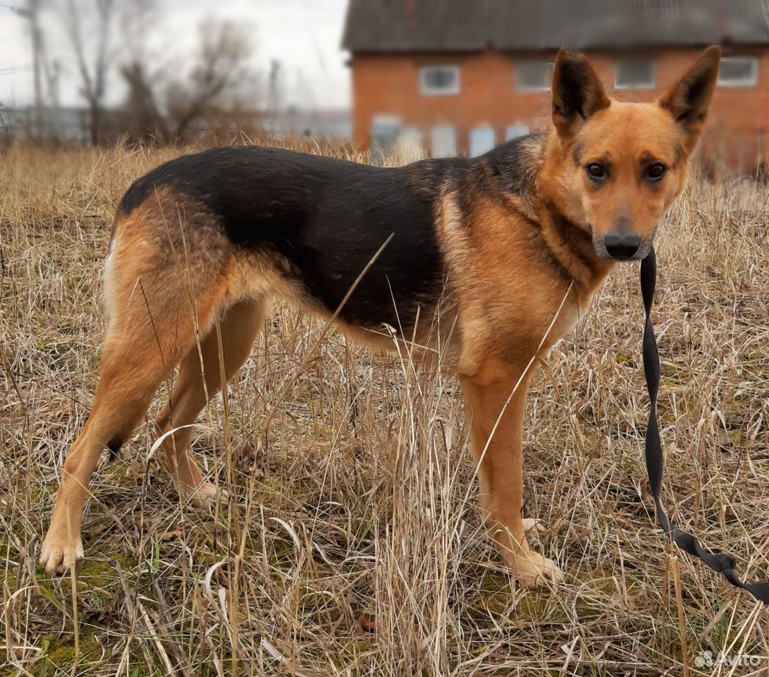 Собака Маня в поисках хозяина купить на Зозу.ру - фотография № 5