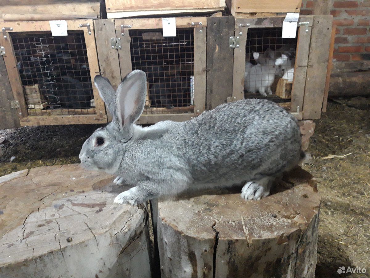 Продам кроликов породы шиншила купить на Зозу.ру - фотография № 4