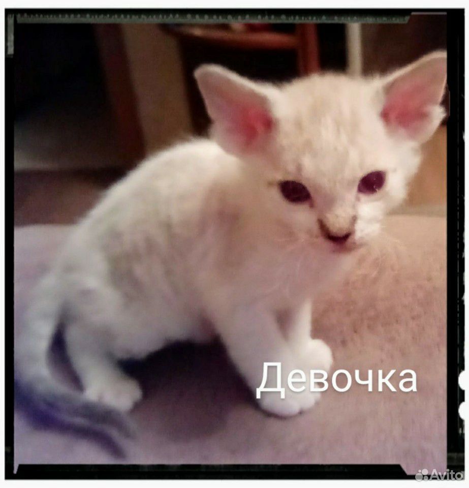 Котята донских сфинксов купить на Зозу.ру - фотография № 1