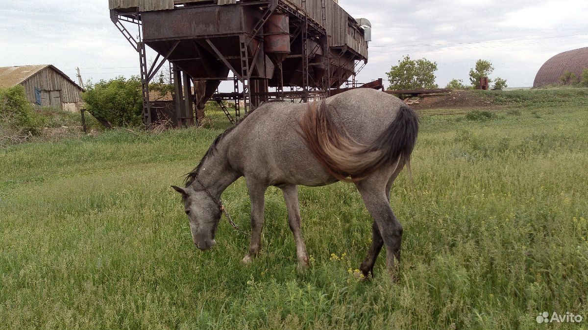 Лошадь кобыла купить на Зозу.ру - фотография № 1