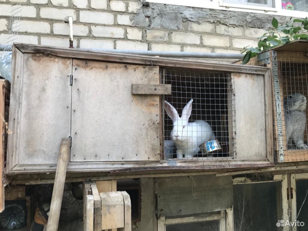 Кролики Великаны купить на Зозу.ру - фотография № 4