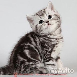 Британские котята мраморного окраса купить на Зозу.ру - фотография № 1
