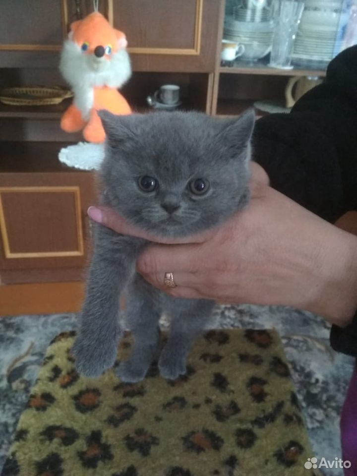 Британские прямоухие котята купить на Зозу.ру - фотография № 1