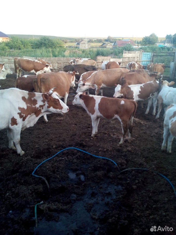 Продам коров с телятами купить на Зозу.ру - фотография № 1